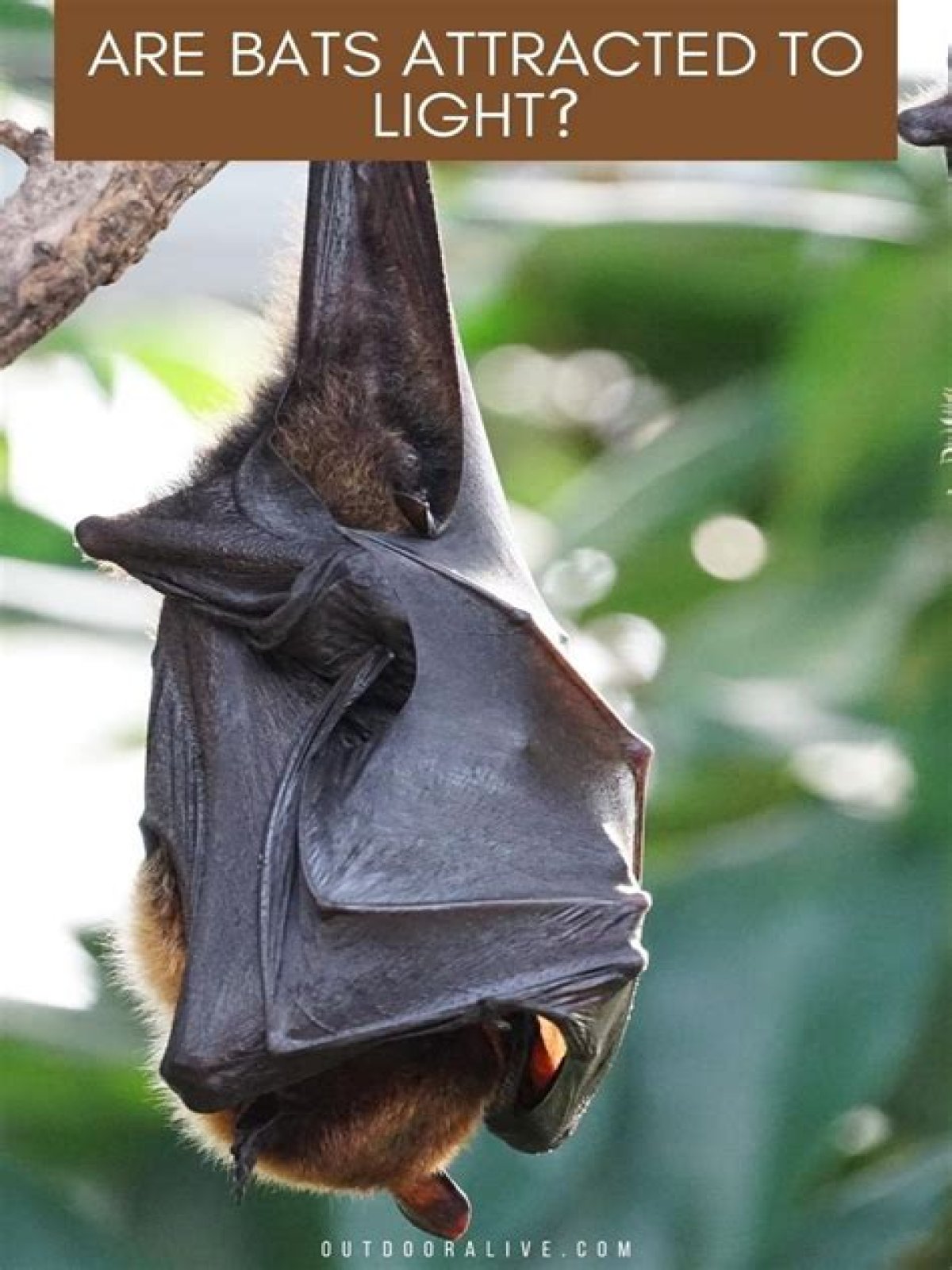 Are bats attracted to light?