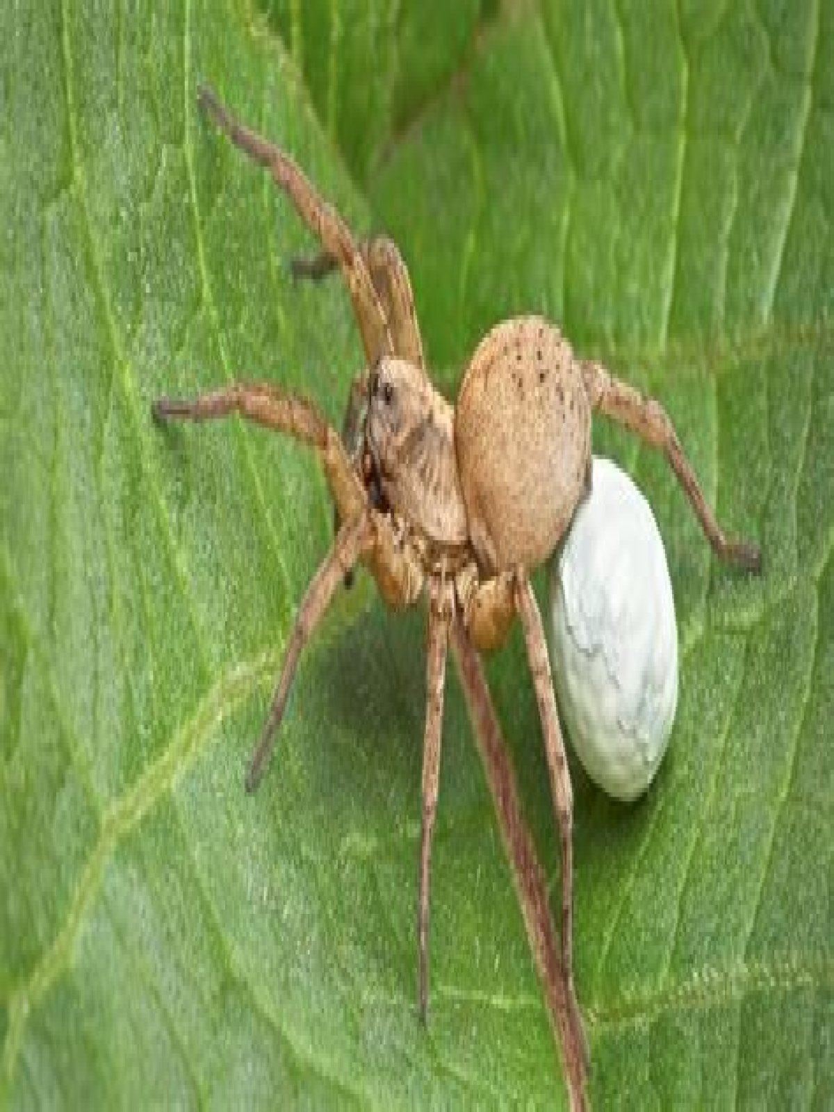 baby wolf spider