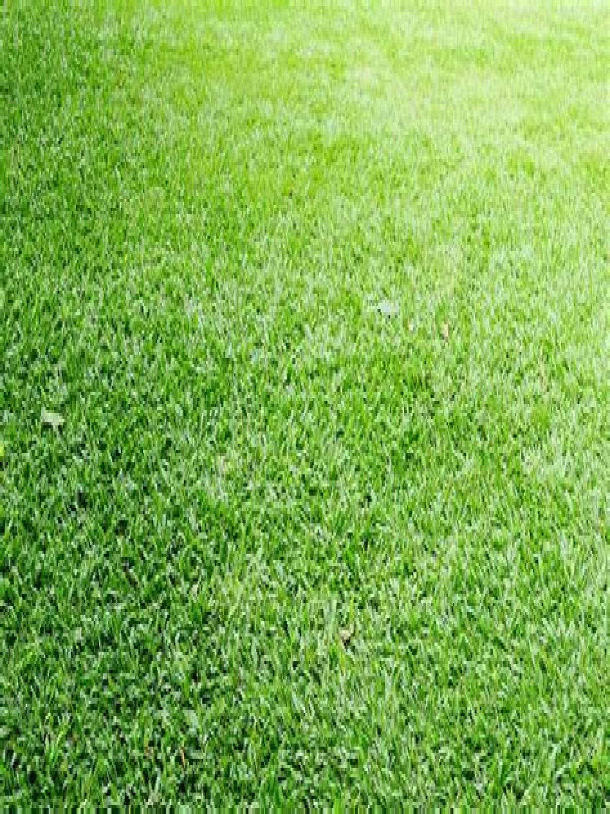 carpet grass