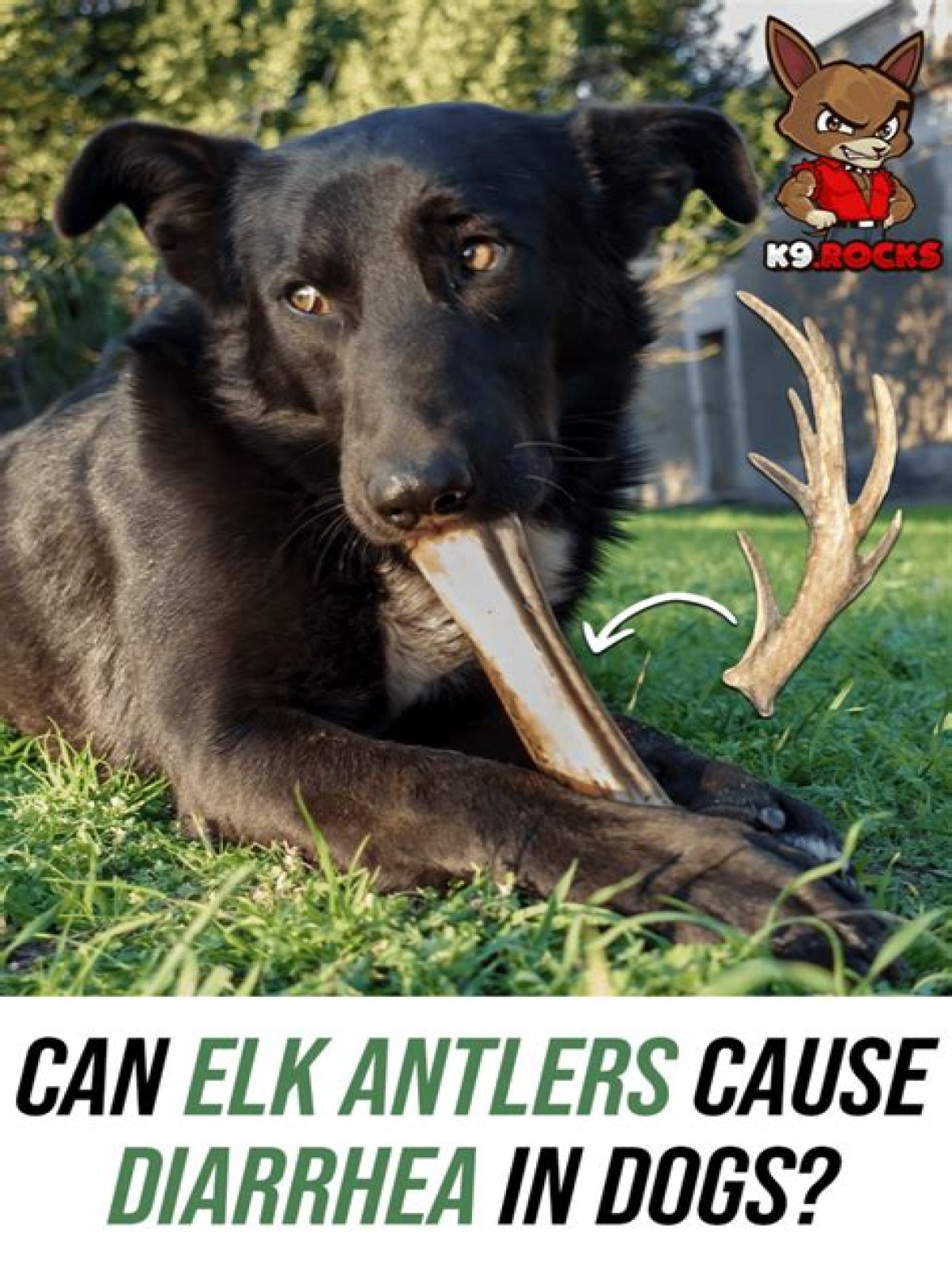 Do antlers give dogs diarrhea?