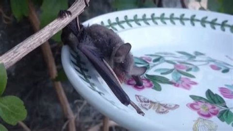 Do bats like salt water?