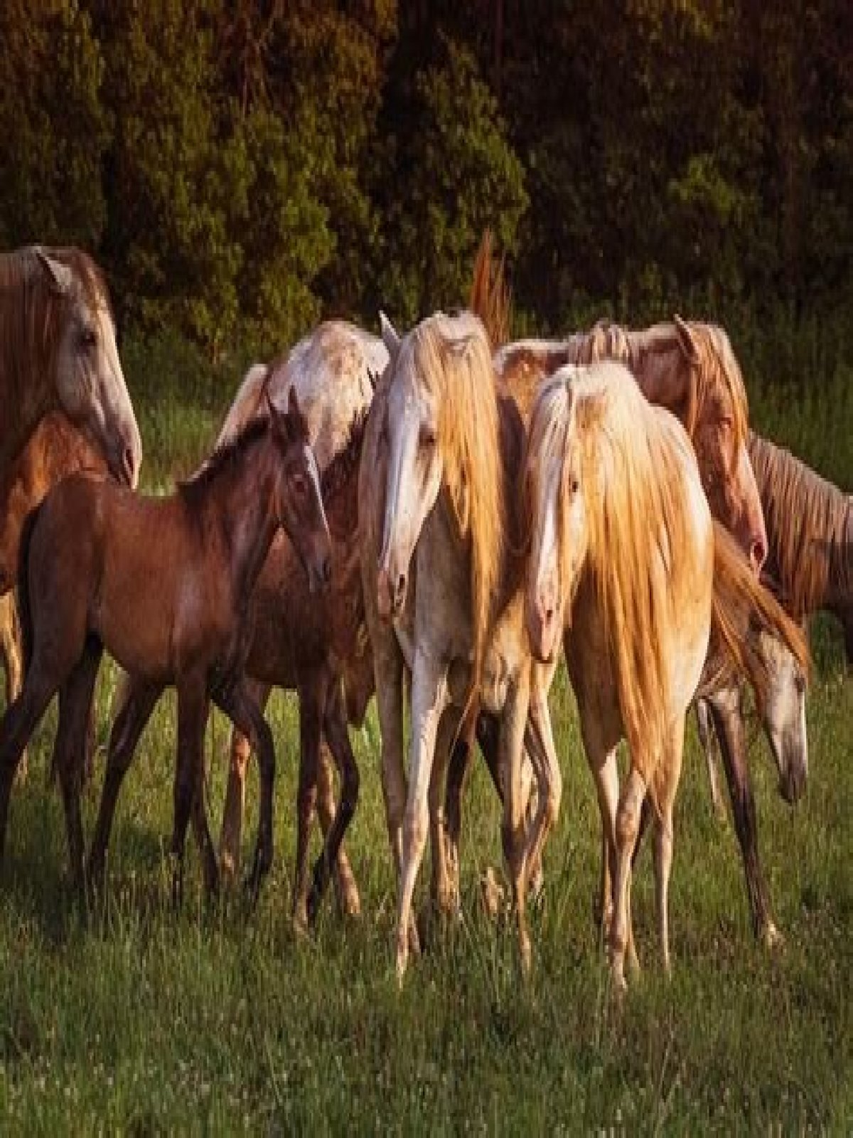 How many horses must run to get a place?