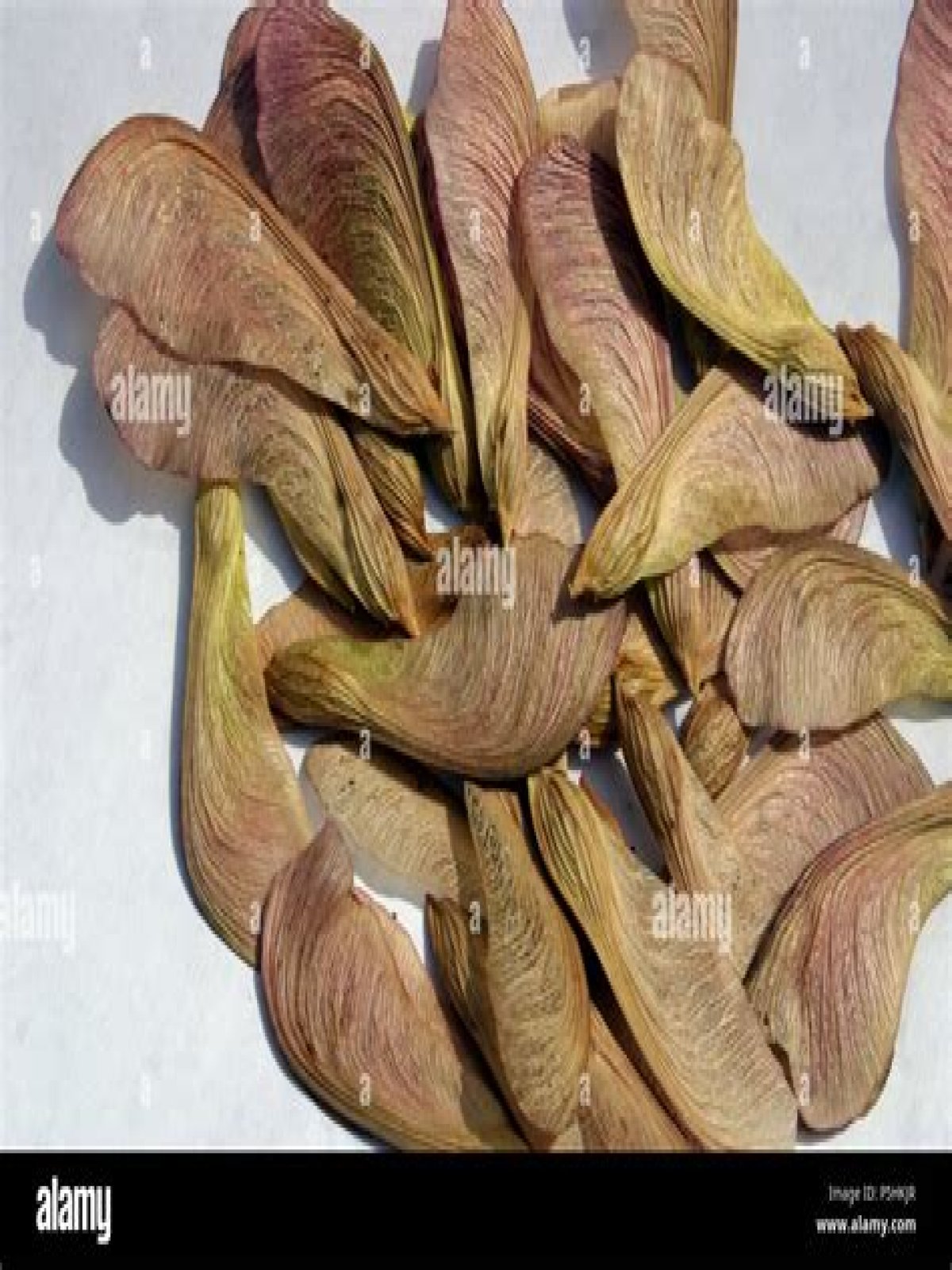 maple tree seeds