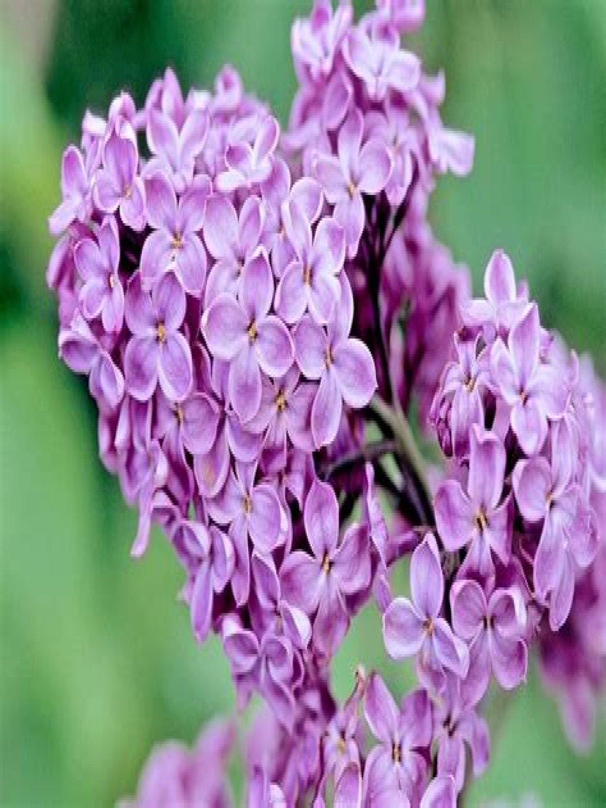 purple lilac