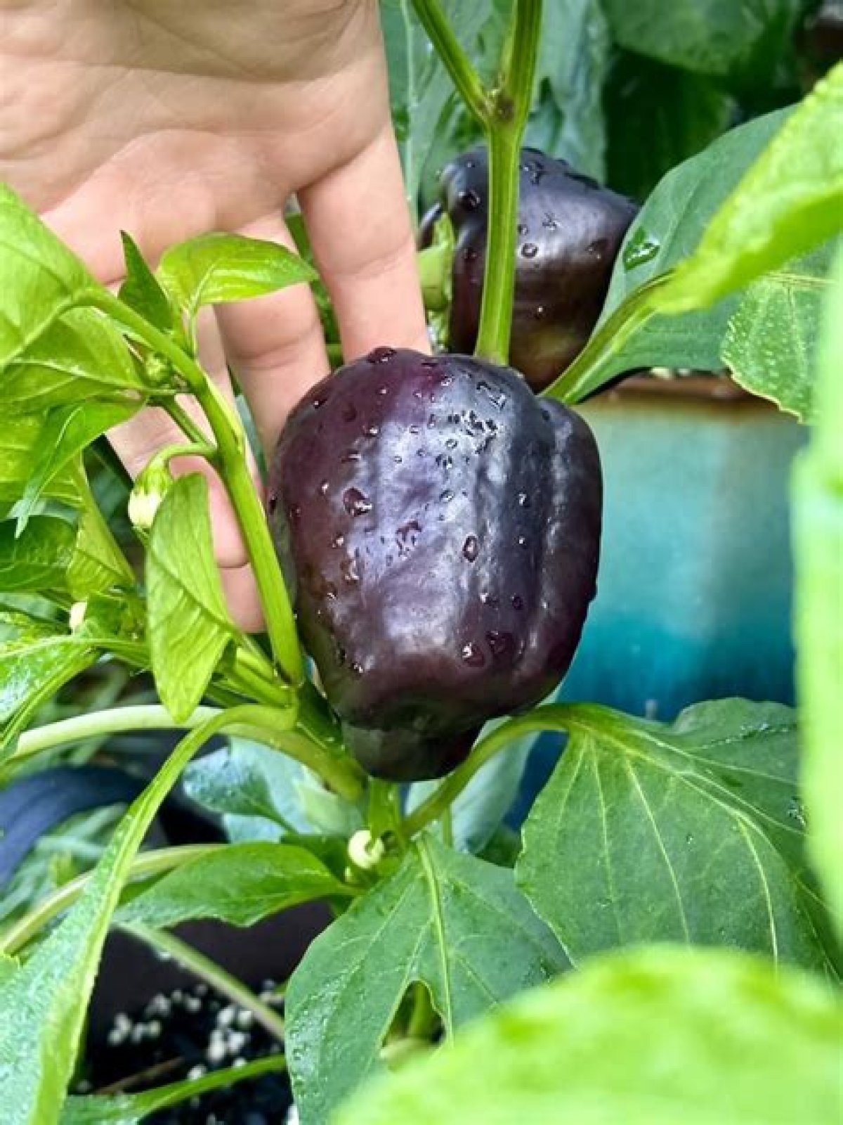 purple peppers