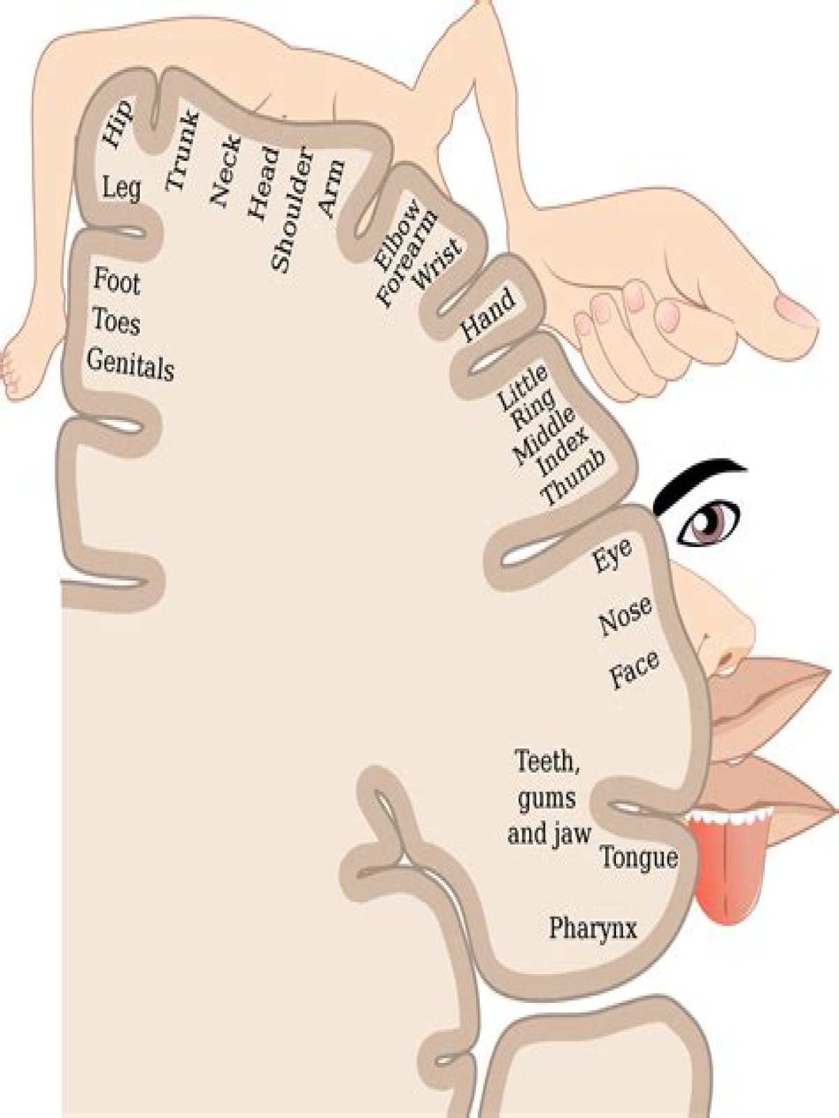 sensory homunculus