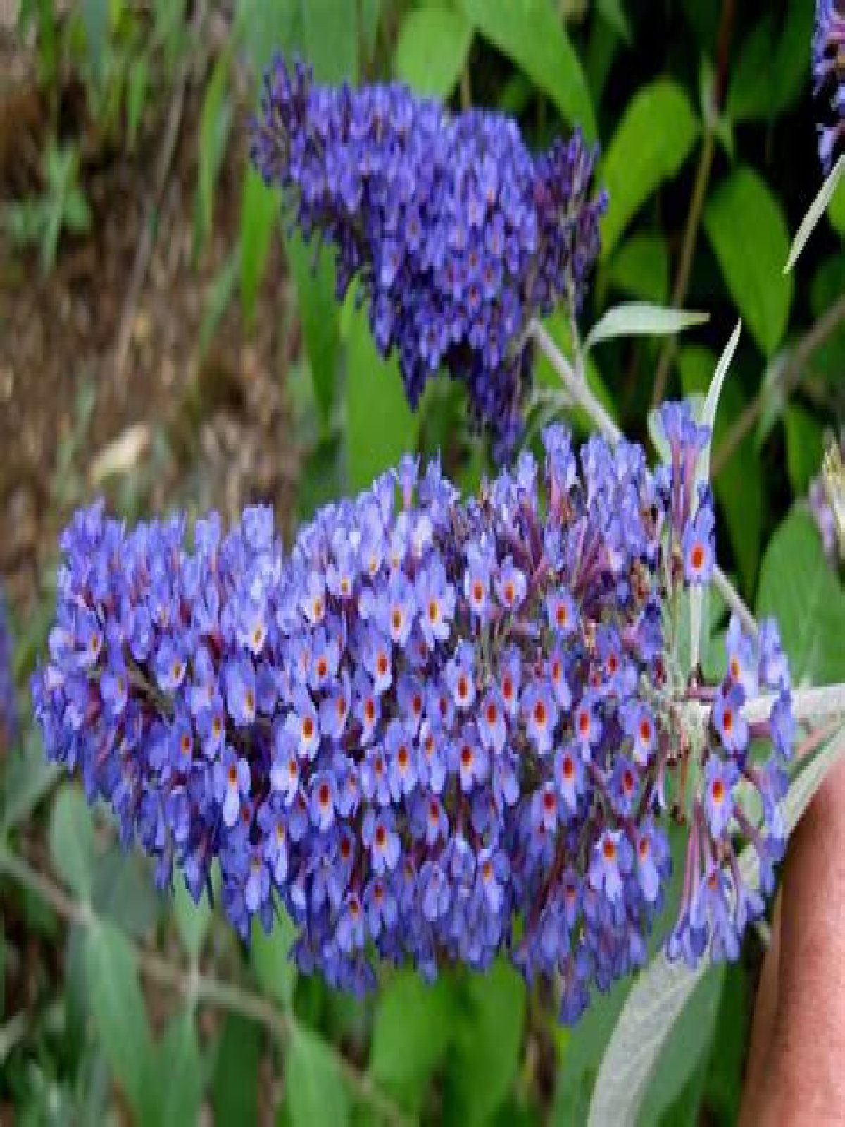 Should I cut back my dwarf butterfly bush?