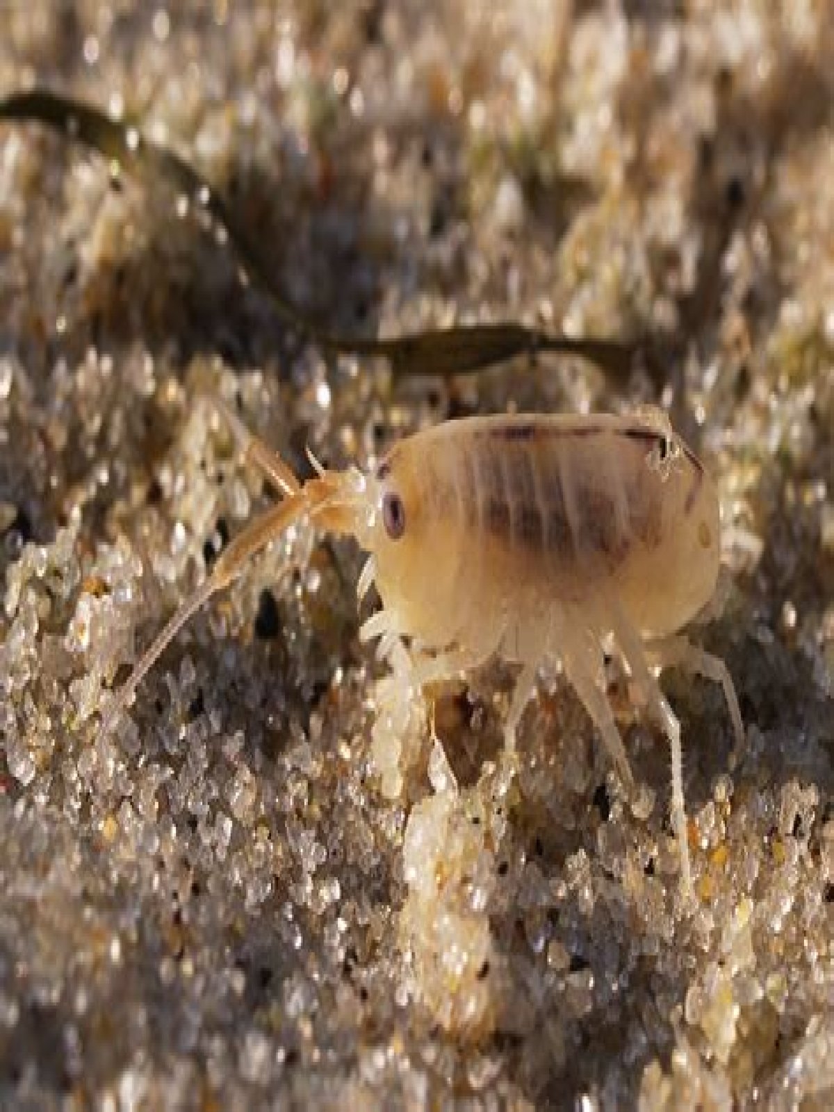 what are sand fleas