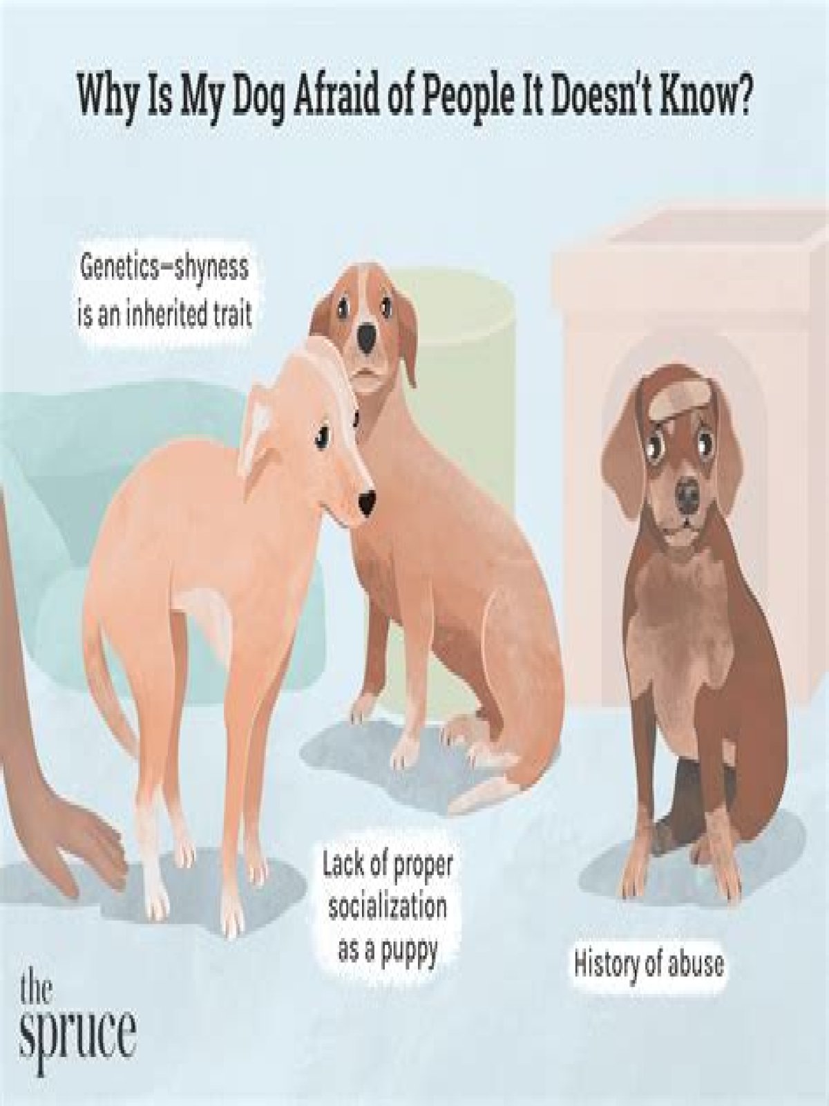 What do I do if my dog snaps at my baby?
