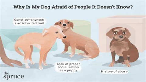 What do I do if my dog snaps at my baby?
