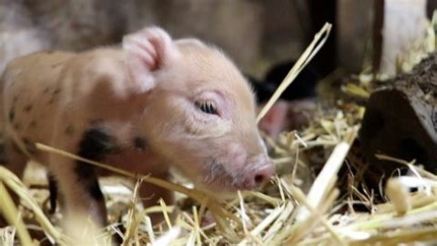 What Is an unborn pig called?