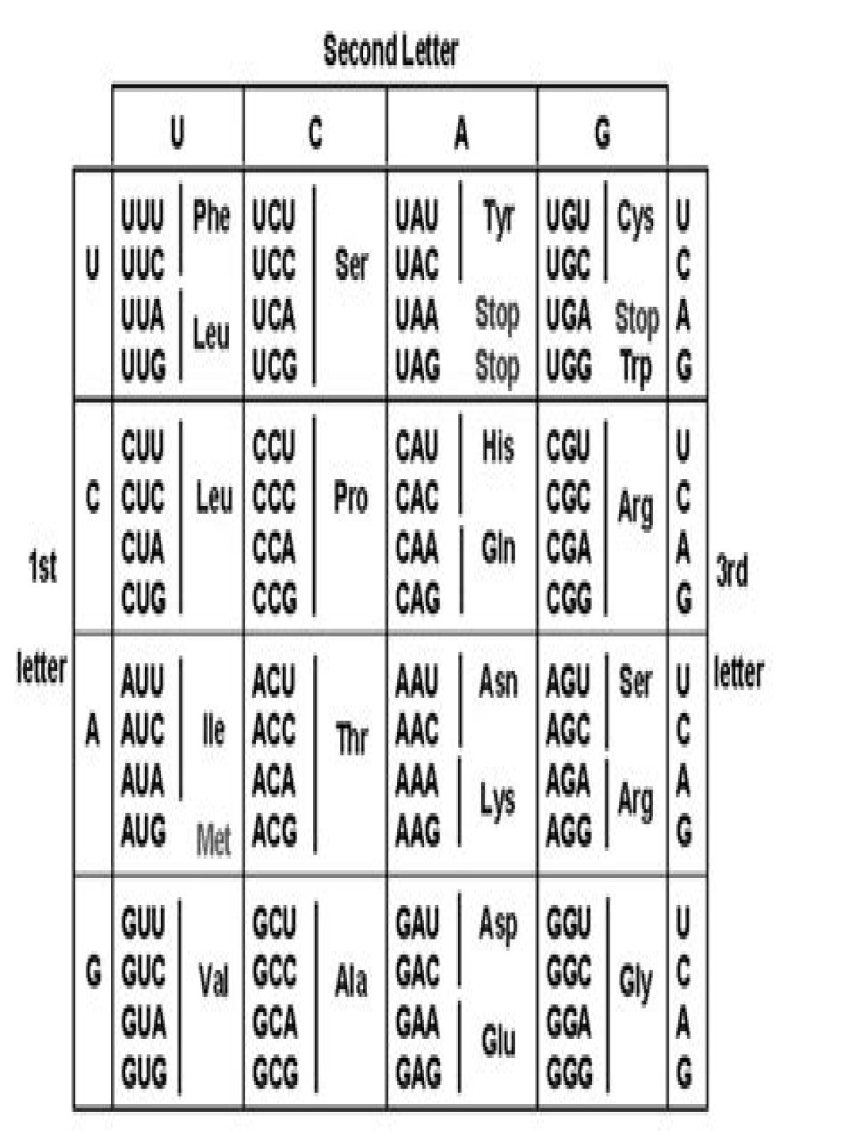 What is the sequence of amino acids?