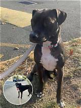 Heartbreaking Photos Reveal Nova the Pit Bull Confused and Back in Her Shelter Kennel