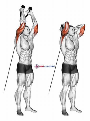 Overhead Rope Extension Anatomy Breakdown: How It Builds Massive Upper Arms