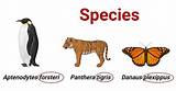 Same Species, Vastly Different Genes: Science Explains Why Cow Breeds Perform Differently