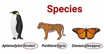 Same Species, Vastly Different Genes: Science Explains Why Cow Breeds Perform Differently