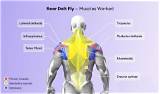 The Evolution of the Rear Delt Fly Machine: Top Equipment Picks for 2026