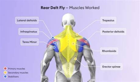 The Evolution of the Rear Delt Fly Machine: Top Equipment Picks for 2026