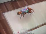 The Heartbreaking Death of Nikki Catsource: a Tribute to a Beloved Feline Advocate
