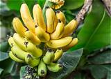 The Modern Banana Plant Craze: How Tropical Foliage Took over Urban Interiors