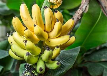 The Modern Banana Plant Craze: How Tropical Foliage Took over Urban Interiors