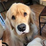 Watch the Viral Golden Retriever Puppy Breakfast Dance Melting Hearts Online
