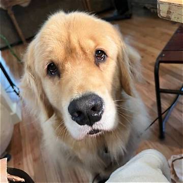 Watch the Viral Golden Retriever Puppy Breakfast Dance Melting Hearts Online